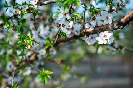 Almond tree blossom in spring time of February and march. Almonds for food industry. Almonds and marzipan.の写真素材