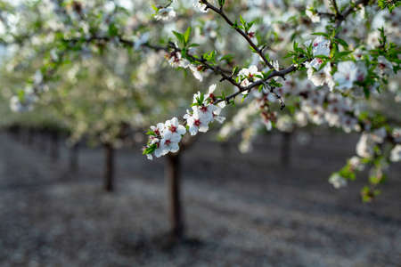 Almond tree blossom in spring time of February and march. Almonds for food industry. Almonds and marzipan.の写真素材
