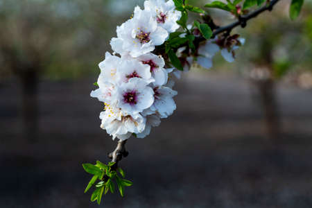 Almond tree blossom in spring time of February and march. Almonds for food industry. Almonds and marzipan.の写真素材