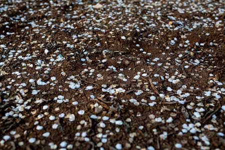 Almond tree blossom in spring time of February and march. Almonds for food industry. Almonds and marzipan.の写真素材