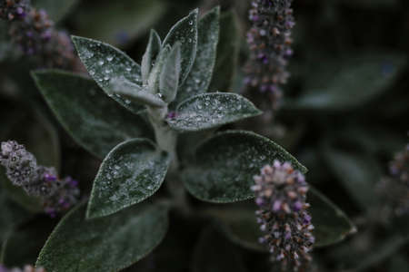 Lavender flowers blossom in summer fields in Europe.の写真素材