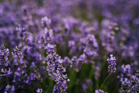 Lavender flowers blossom in summer fields in Europe.の写真素材