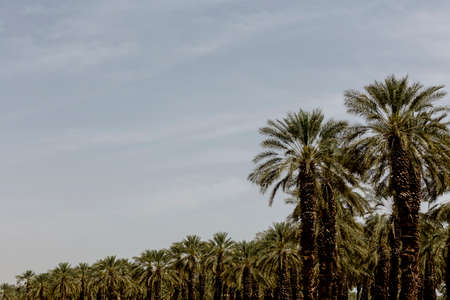 Beautiful high palm tree in desert environment in summer time.