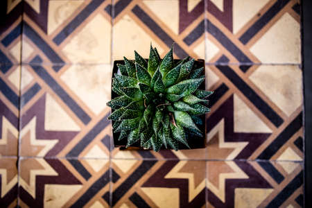 Beautiful green cactus in the wild textured details of the cactus this plant.の写真素材