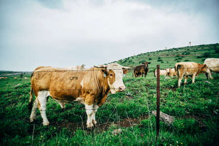 cattle and bull out in the wild in the nature. green fields in the background.の写真素材