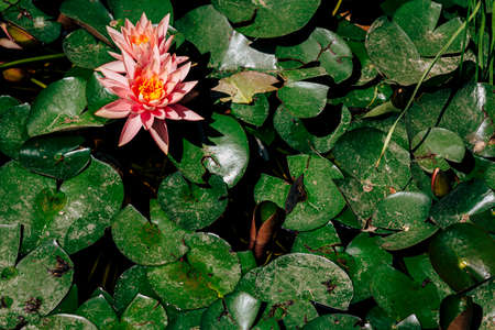 Beautiful water plants floating in the water like Lotus in soft natural light.