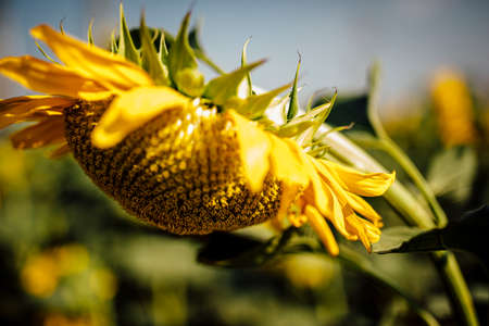 Variety of beautiful  colourful  fresh seasonal flowers in bloom like roses and sunflowers.