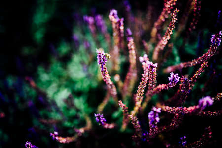 Variety of beautiful  colourful  fresh seasonal flowers in bloom like roses and sunflowers.の写真素材