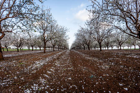 Beautiful view of Almond blossom in spring time In the nature. Daylight wide angle shot. 
Almond, white, blossom, flowers, spring, wide,の写真素材