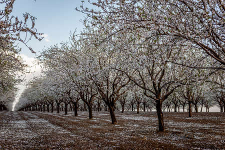 Beautiful view of Almond blossom in spring time In the nature. Daylight wide angle shot. 
Almond, white, blossom, flowers, spring, wide,の写真素材