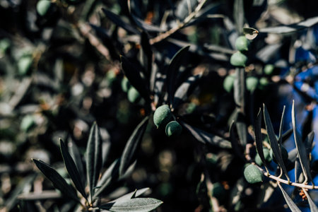 Isolated olive tree harvest green colour countery side. Traditional dish in midetrrian kitchen.の写真素材