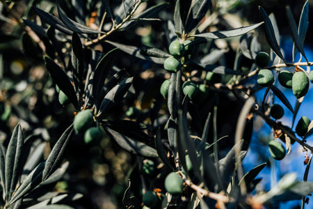 Isolated olive tree harvest green colour countery side. Traditional dish in midetrrian kitchen.の写真素材