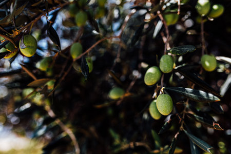 Isolated olive tree harvest green colour countery side. Traditional dish in midetrrian kitchen.