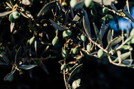 Isolated olive tree harvest green colour countery side. Traditional dish in midetrrian kitchen.の写真素材