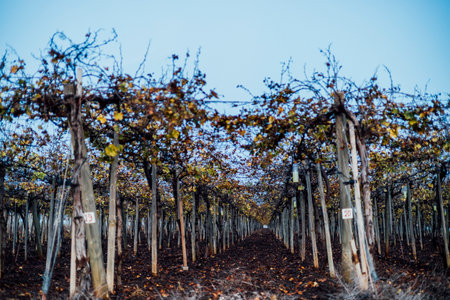The wine-growing industry: a timeless art that nurtures vines, crafts flavors, and weaves a rich tapestry of passion and heritage.の写真素材