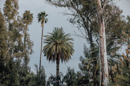 Photos of the river, palm trees and animals in the area of the river.