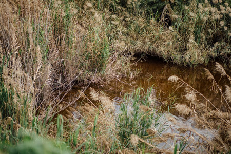 Photos of jordan rvier in israel. The river, palm trees and animals in the area of the river.