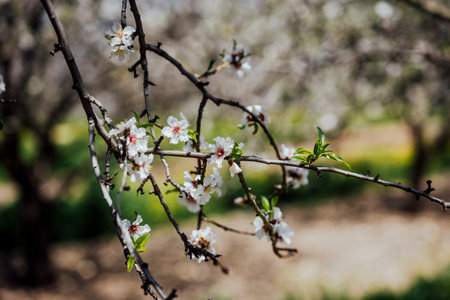 Beutiful Almond tree blossom in spring time of year. white and pink flowes that becoming healty almond.の写真素材