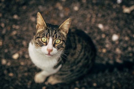 Young cat looking at the camera. A homeless little kitty, shelter, looks at the camera, looking for...