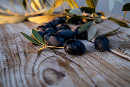 Freshly harvested black olives scattered on a rustic wooden background, with an olive branch adding a natural touch. A perfect representation of Mediterranean agriculture and organic farming.の写真素材