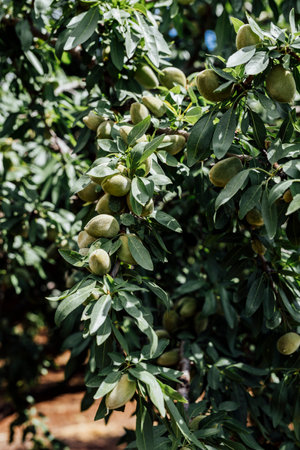 Unripe green almonds hanging on a tree branch, captured in natural daylight against a soft-focus background of blue sky and green foliage.の写真素材