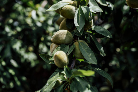 Unripe green almonds hanging on a tree branch, captured in natural daylight against a soft-focus background of blue sky and green foliage.の写真素材
