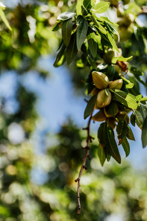 Unripe green almonds hanging on a tree branch, captured in natural daylight against a soft-focus background of blue sky and green foliage.の写真素材