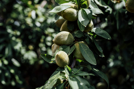 Unripe green almonds hanging on a tree branch, captured in natural daylight against a soft-focus background of blue sky and green foliage.の写真素材