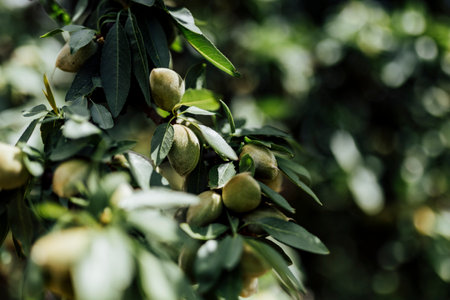 Unripe green almonds hanging on a tree branch, captured in natural daylight against a soft-focus background of blue sky and green foliage.の写真素材
