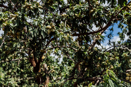 Unripe green almonds hanging on a tree branch, captured in natural daylight against a soft-focus background of blue sky and green foliage.の写真素材