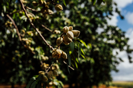 Unripe green almonds hanging on a tree branch, captured in natural daylight against a soft-focus background of blue sky and green foliage.の写真素材
