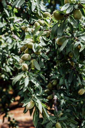 Unripe green almonds hanging on a tree branch, captured in natural daylight against a soft-focus background of blue sky and green foliage.の写真素材