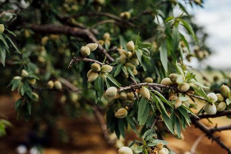 Unripe green almonds hanging on a tree branch, captured in natural daylight against a soft-focus background of blue sky and green foliage.の写真素材