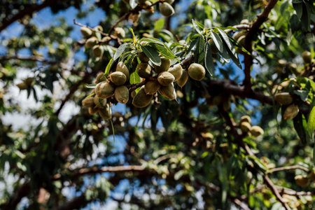 Unripe green almonds hanging on a tree branch, captured in natural daylight against a soft-focus background of blue sky and green foliage.の写真素材