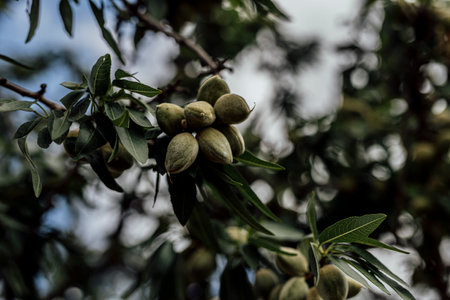 Unripe green almonds hanging on a tree branch, captured in natural daylight against a soft-focus...