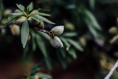 Unripe green almonds hanging on a tree branch, captured in natural daylight against a soft-focus background of blue sky and green foliage.の写真素材