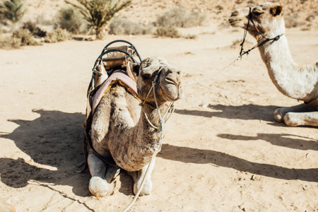 Camels resting in the desert with traditional saddles, captured in natural daylight. A peaceful Middle Eastern landscape showcasing desert wildlife, travel, and adventure.の写真素材
