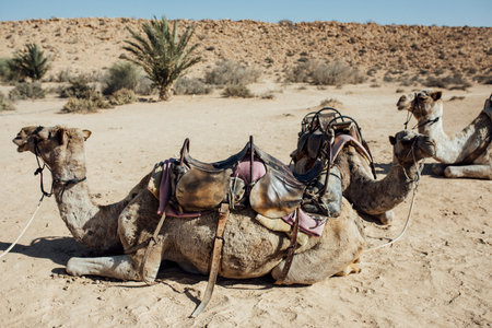 Camels resting in the desert with traditional saddles, captured in natural daylight. A peaceful Middle Eastern landscape showcasing desert wildlife, travel, and adventure.の写真素材