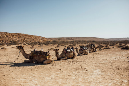 Camels resting in the desert with traditional saddles, captured in natural daylight. A peaceful Middle Eastern landscape showcasing desert wildlife, travel, and adventure.の写真素材