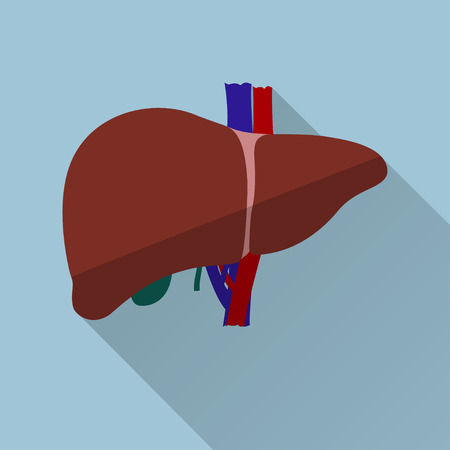 Human liver isolated on blue background, medical sign or symbol, flat design icon with long shadow, vectorのイラスト素材