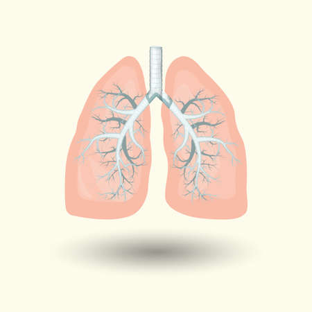 Human lungs, cartoon style illustration isolated on white background, vector