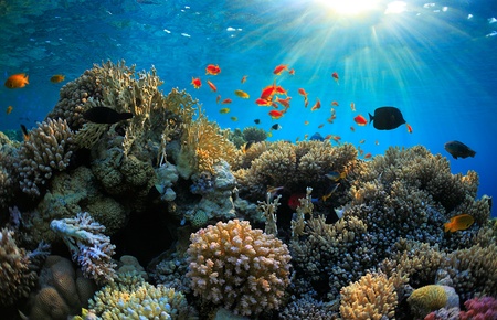 beautiful coral reef and many fishの写真素材