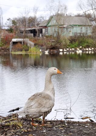 gooseの写真素材