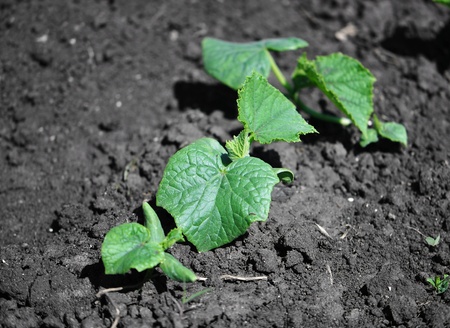 cucumbers grown in the groundの写真素材