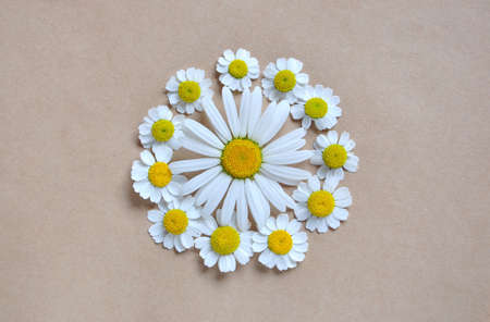 camomilesの写真素材