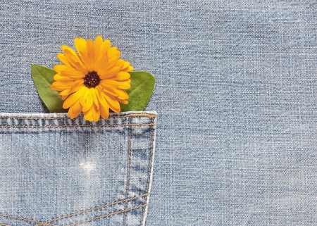 marigold flower on denim backgroundの写真素材