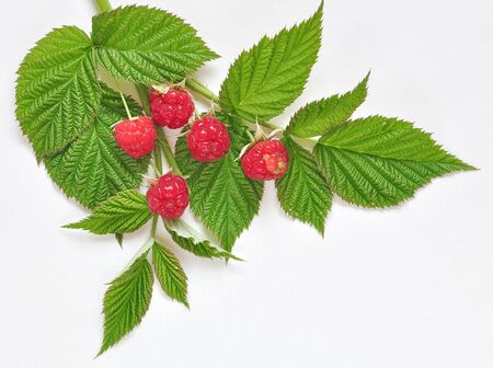 berry raspberry