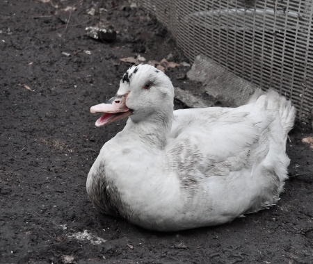 white duck sittingの写真素材