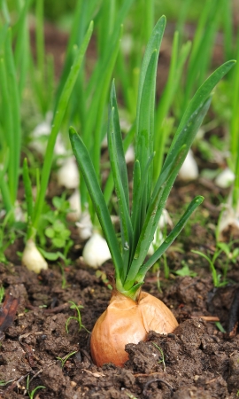 green onions growing in the groundの写真素材