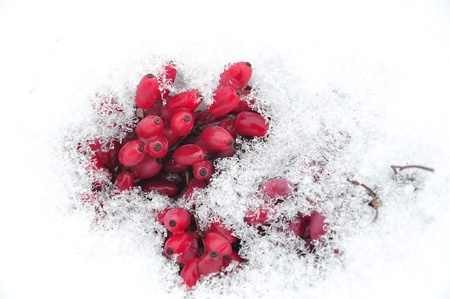 red barberry lies on the snow in winterの写真素材